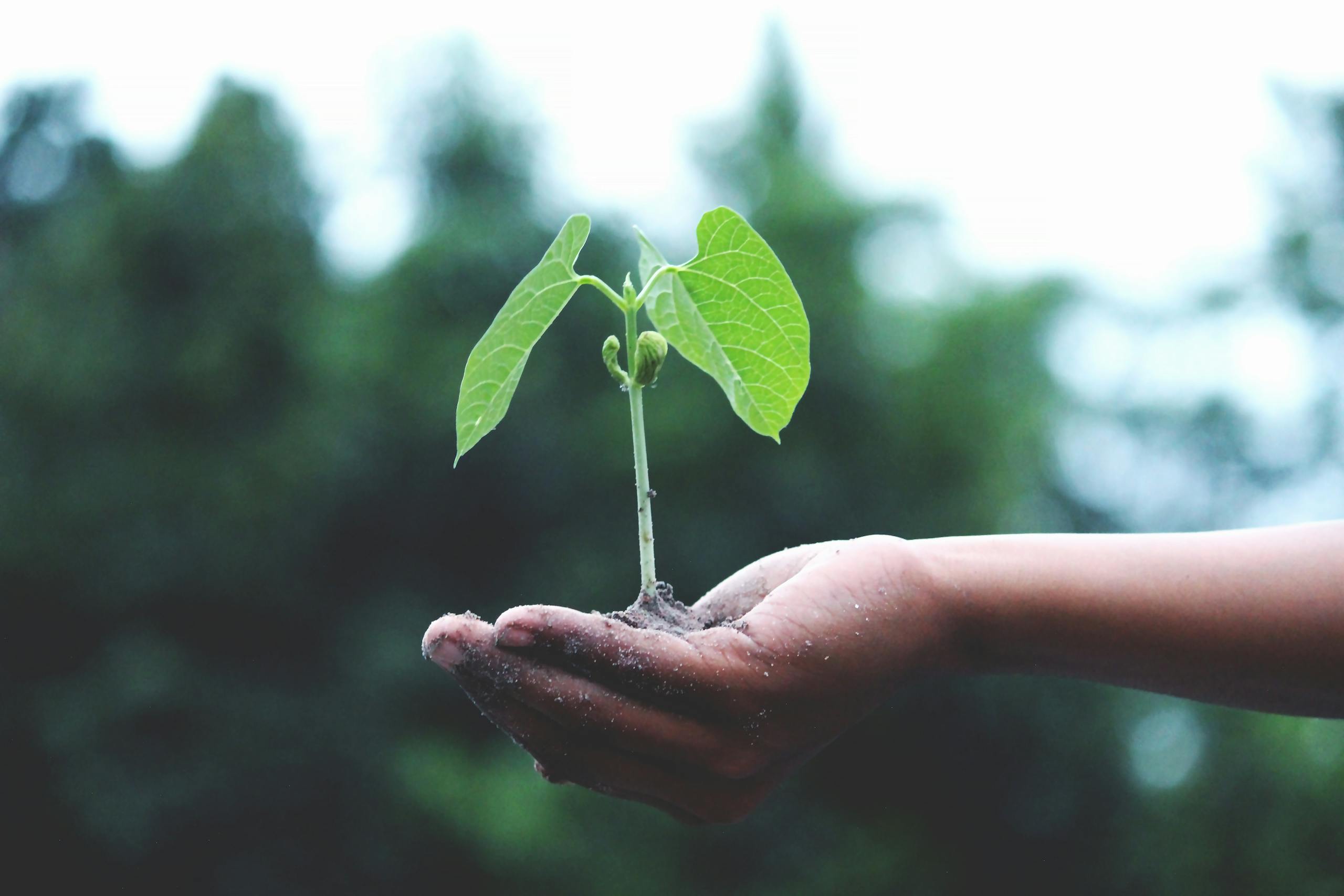 Un árbol joven sostenido en las manos simboliza crecimiento y sostenibilidad.